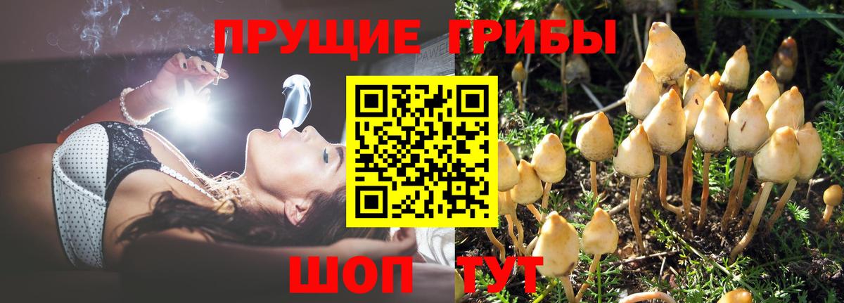 Галлюциногенные грибы Psilocybe Костомукша